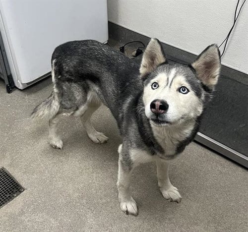 Photo of A128314, adoptable Siberian Husky in HESPERIA, California