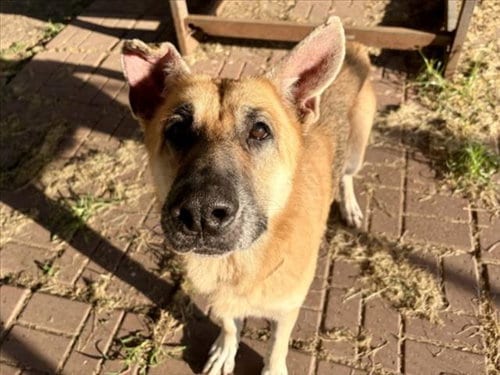 Photo of Taty, adoptable German Shepherd Dog in Houston, Texas