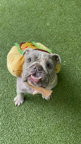 Photo of Chato, adoptable English Bulldog in San Martin, California