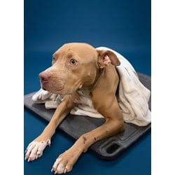 Photo of Bruno, adoptable American Staffordshire Terrier in Doral, Florida