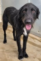 Photo of Squirtle, adoptable Labrador Retriever in West Bloomfield, Michigan