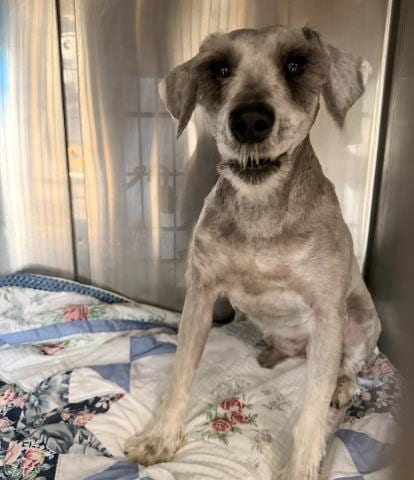 Photo of Duke Jr, adoptable Miniature Schnauzer in San Pedro, California