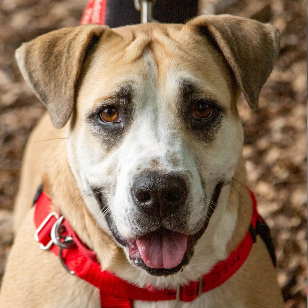 Photo of Sarah, adoptable Labrador Retriever in Bloomfield, Connecticut