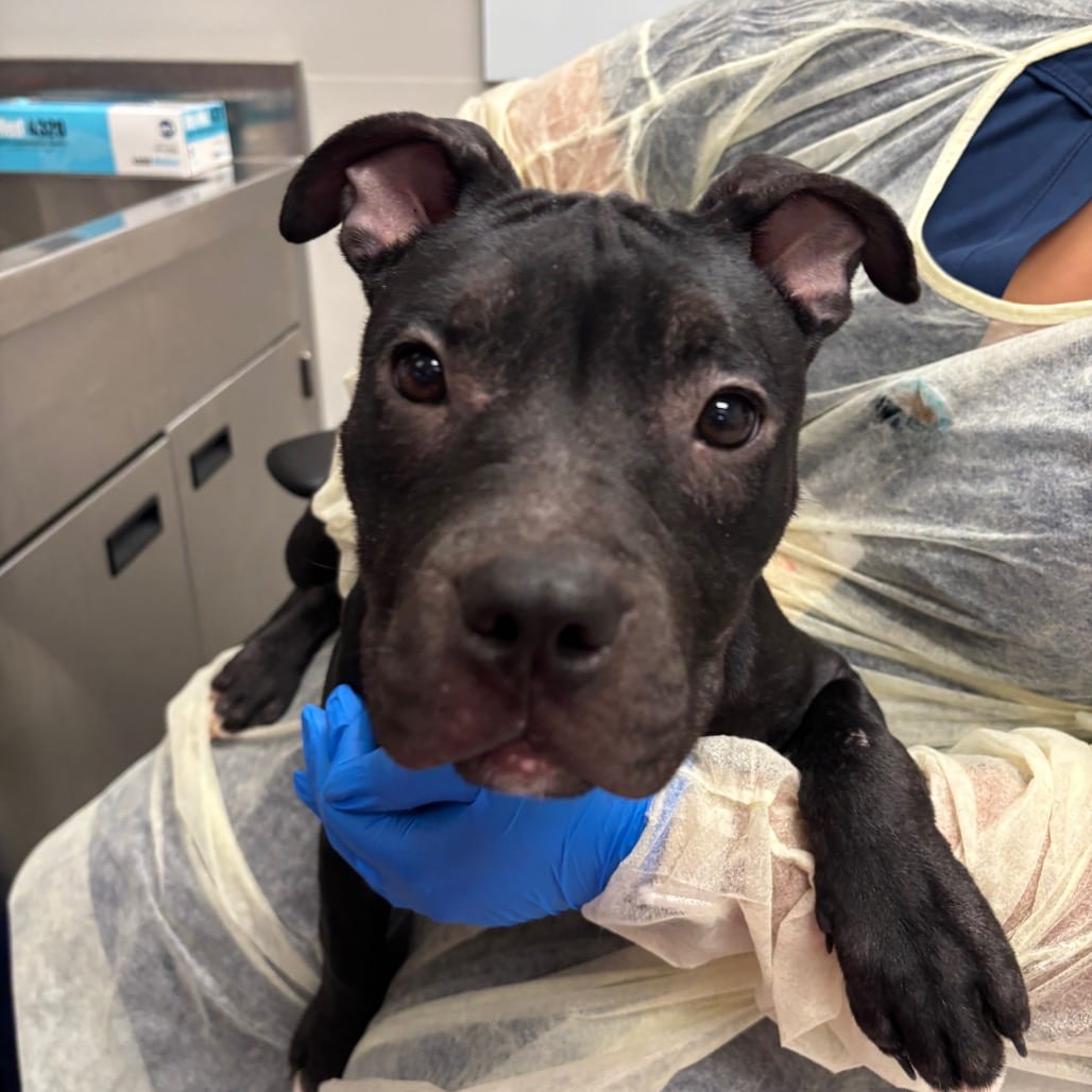 Photo of Jolene, adoptable Terrier, American Pit Bull in Spartanburg, South Carolina