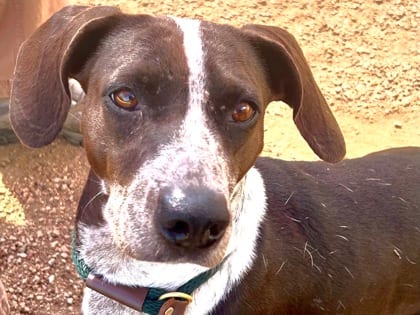 Photo of Mrs. Brisby HW+, adoptable dog in Georgetown, Texas