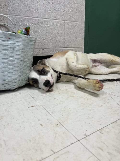 Photo of Zuko, adoptable Terrier in Lewisburg, West Virginia
