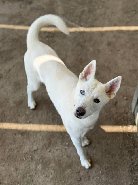 Photo of Mia, adoptable Siberian Husky in Riverside, California