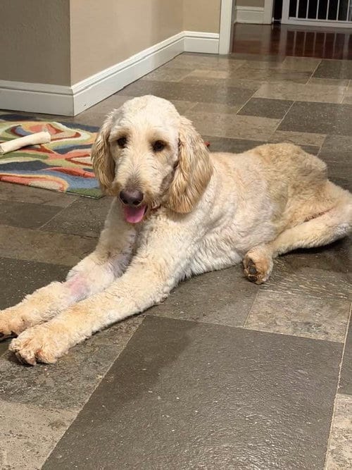 Photo of Trevor, adoptable Golden Retriever in Fort Worth, Texas