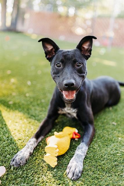 Photo of Keeper, adoptable Labrador Retriever in West Valley, Utah