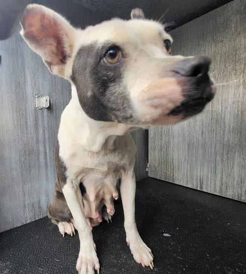 Photo of Demya, adoptable American Staffordshire Terrier in San Antonio, Texas