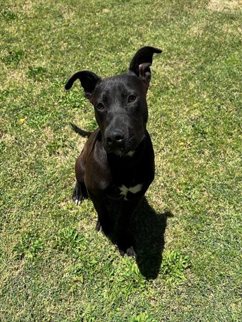 Photo of Spyro, adoptable Pit Bull Terrier in Thousand Palms, California