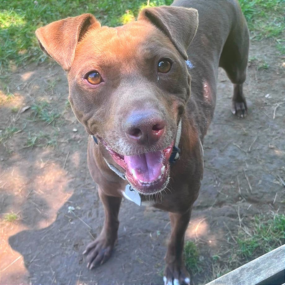 Photo of Beaver, adoptable Mixed Breed (Medium) in Chattanooga, Tennessee