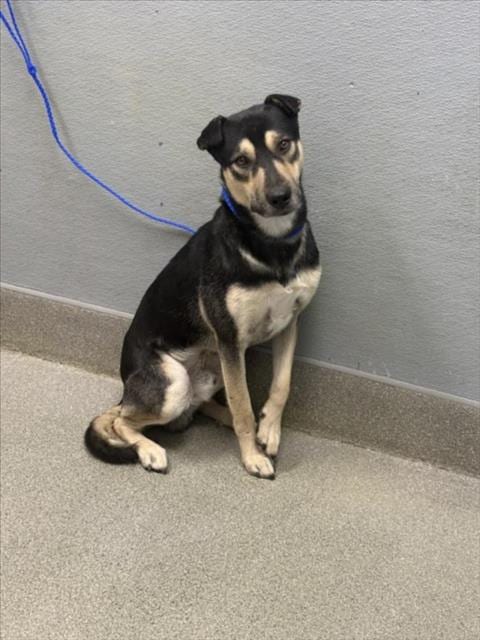 Photo of Beetlejuice, adoptable German Shepherd Dog in Las Vegas, Nevada