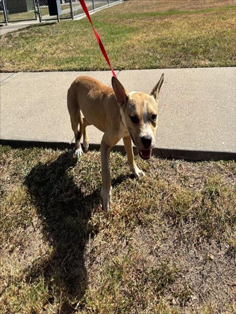 Photo of Commando, adoptable American Pit Bull Terrier in Corpus Christi, Texas
