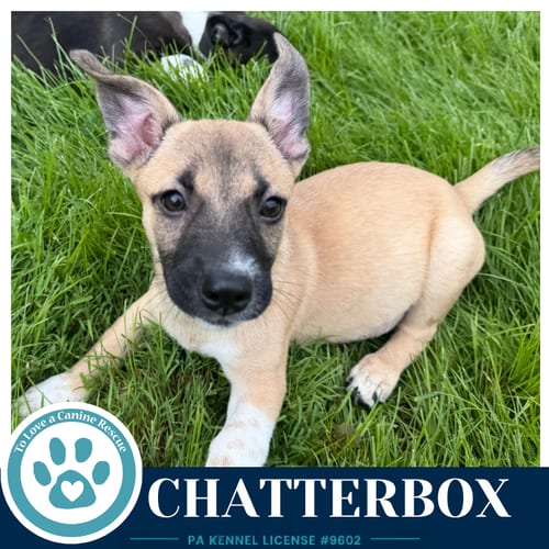 Photo of Chatterbox (Commentary Crew) 082926, adoptable Chihuahua in Kimberton, Pennsylvania