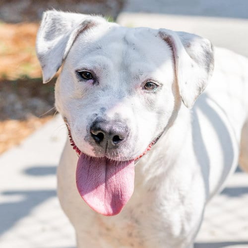 Photo of Dumpling, adoptable Terrier in Hilton Head, South Carolina