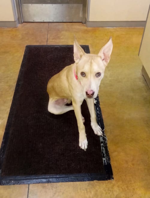 Photo of Sinclair, adoptable Pit Bull Terrier in AUSTIN, Minnesota