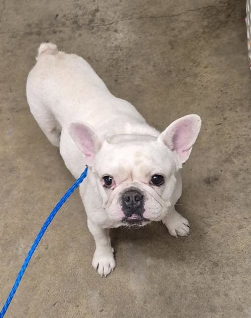 Photo of Binghe, adoptable French Bulldog in Lodi, California