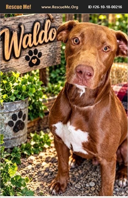 Photo of Waldo, adoptable Labrador Retriever in Benton, Pennsylvania