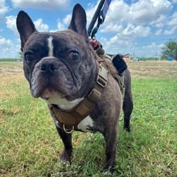 Photo of Buddy Roo ML, adoptable French Bulldog in Hartford, Connecticut