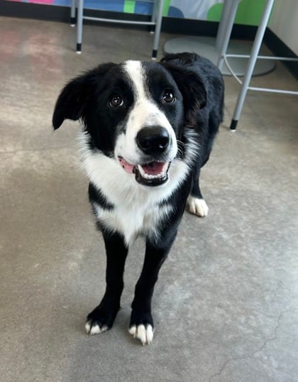 Photo of Mayer, adoptable Border Collie mix