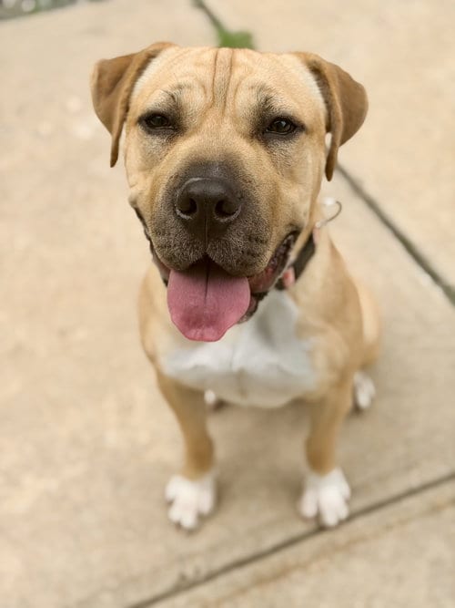 Photo of Sunflower, adoptable Mastiff in Jackson, New Jersey