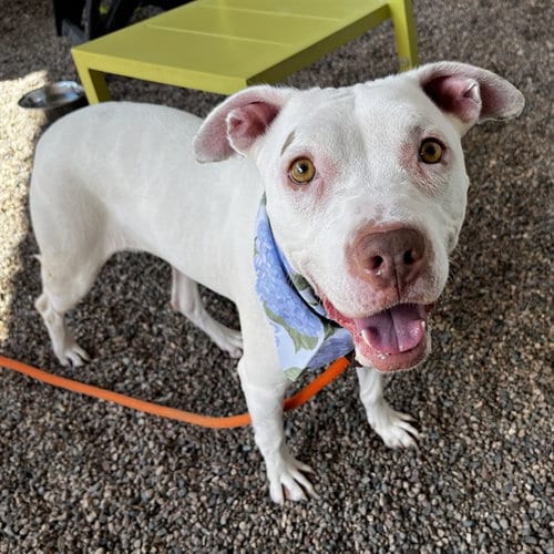 Photo of Pickles, adoptable American Pit Bull Terrier in Mesa, Arizona