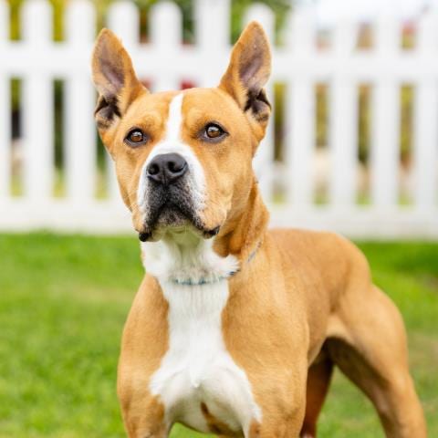 Photo of Franklin, adoptable Pit Bull Terrier in Camarillo, California