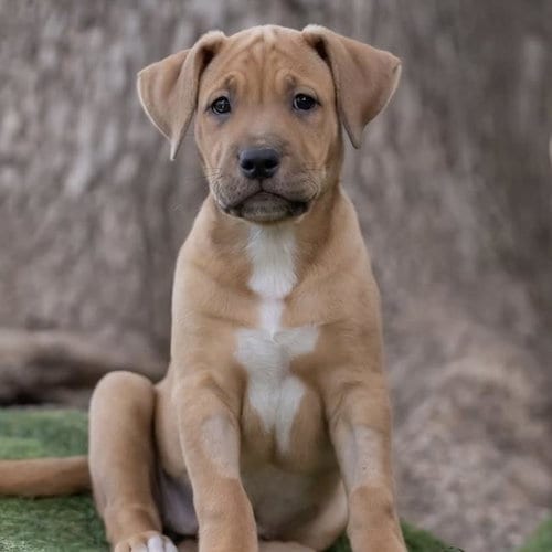 Photo of Justice Pup - Chamber, adoptable Labrador Retriever in San Diego, California