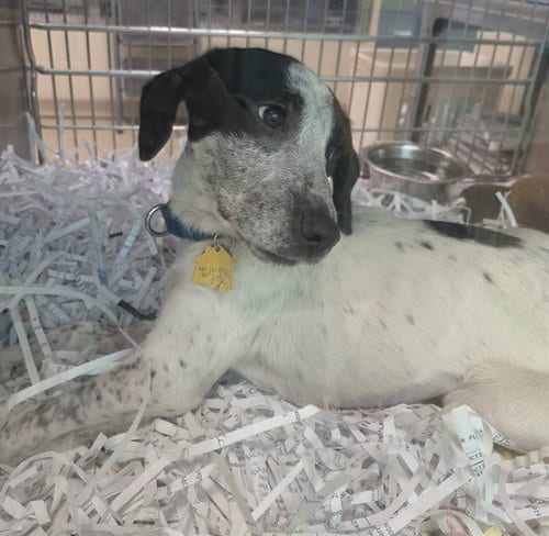 Photo of Snow White, adoptable Basset Hound in St Louis, Missouri