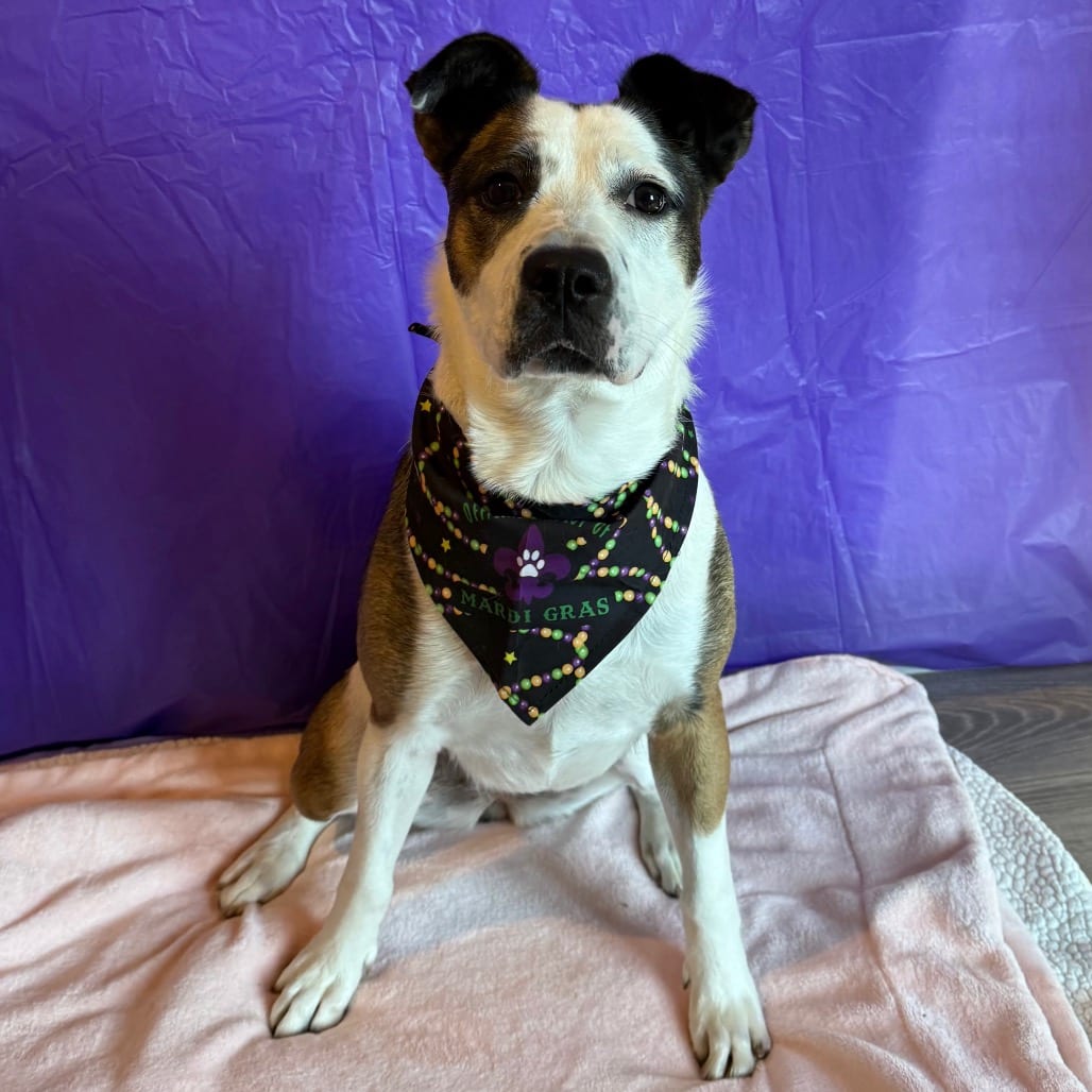 Photo of Maggie, adoptable Collie, Border / Mixed Breed (Medium) in Dallas, Texas