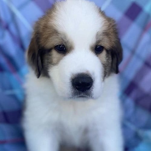 Photo of Monster's Inc Pup - Smitty, adoptable Great Pyrenees in San Diego, California