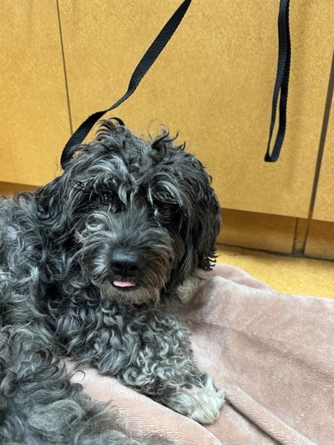 Photo of Maxie, adoptable Poodle (Miniature) in Martinez, California