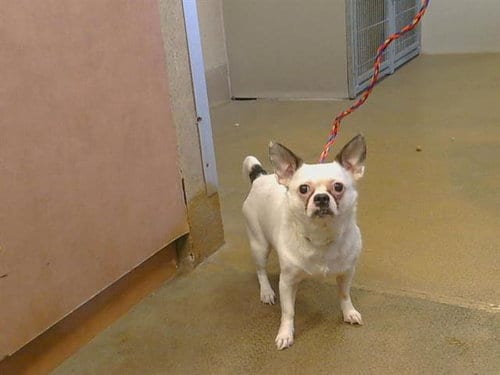 Photo of Poggin, adoptable Chihuahua in Sacramento, California