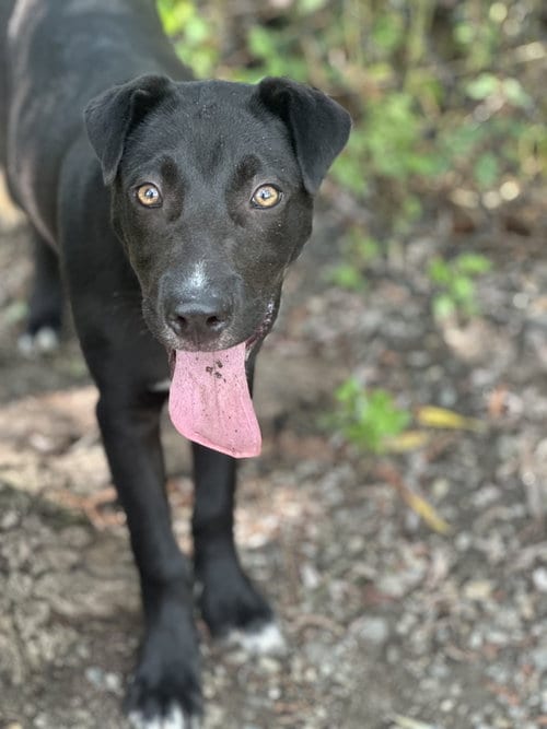 Photo of Christiano, adoptable Unknown breed / mixed in Elmsford, New York