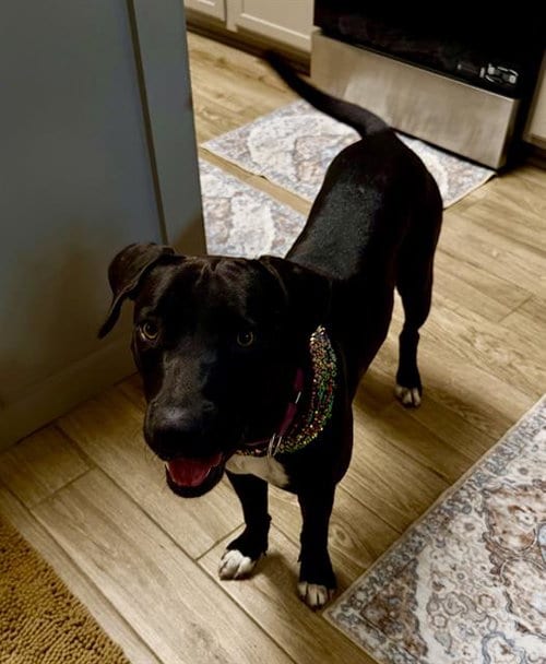 Photo of Gus, adoptable American Staffordshire Terrier in San Antonio, Texas