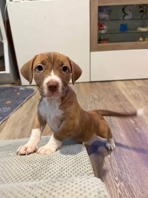 Photo of Graham, adoptable Beagle in Berlin, New Jersey