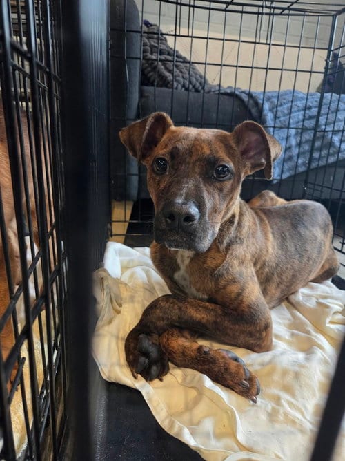 Photo of Chip, adoptable Black Mouth Cur in Shillington, Pennsylvania