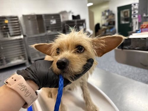 Photo of Mimi, adoptable Terrier in Thousand Palms, California