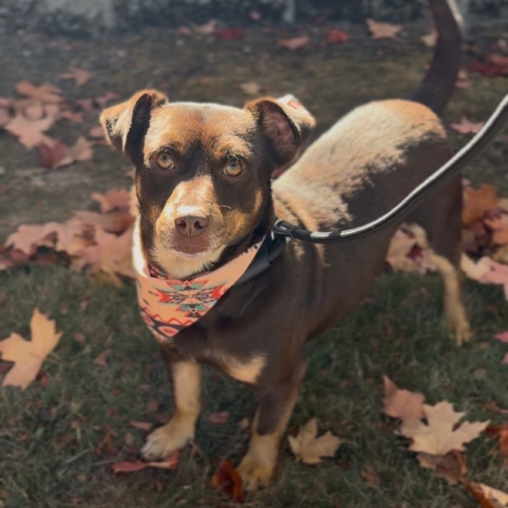 Photo of Alden, adoptable Chihuahua in Newberg, Oregon