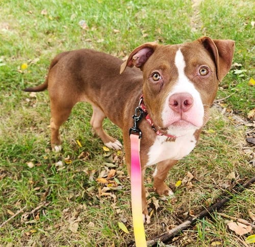Photo of Willow, adoptable Pit Bull Terrier in Minneapolis, Minnesota