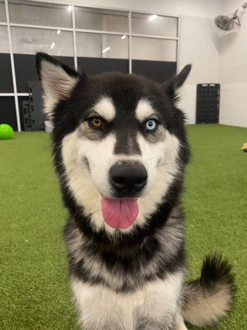Photo of Raven, adoptable Husky in Phoenix, Arizona