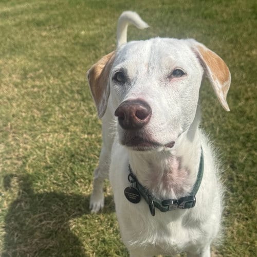 Photo of Toby VII (New Digs), adoptable Terrier in Dallas, Texas