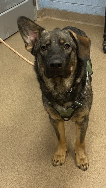 Photo of Mozley, adoptable dog in Chamblee, Georgia
