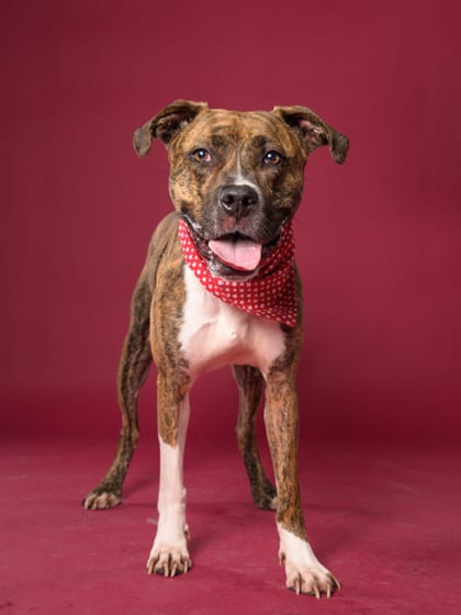 Photo of Max, adoptable dog in Atlanta, Georgia