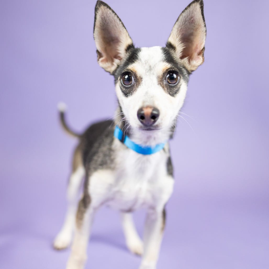 Photo of Bounce, adoptable Mixed Breed (Small) in Portland, Oregon