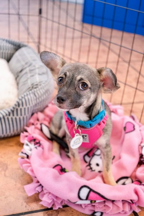 Photo of Sable, adoptable Chihuahua in San Jose, California