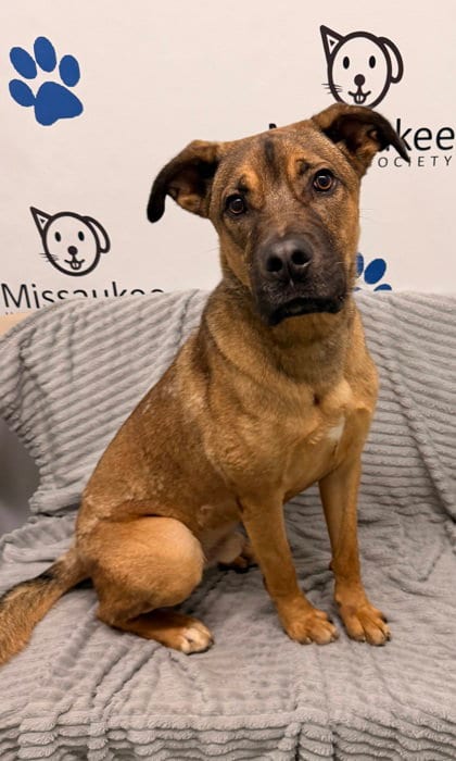 Photo of Melvin (7188), adoptable Unknown breed (medium coat) in Lake City, Michigan