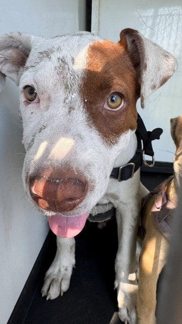 Photo of A172005, adoptable Pit Bull Terrier in Bakersfield, California