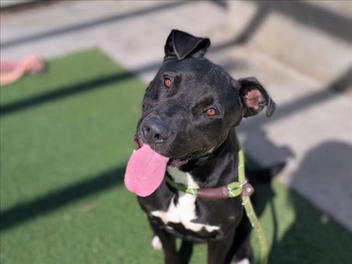 Photo of Eddie, adoptable Labrador Retriever in San Pedro, California